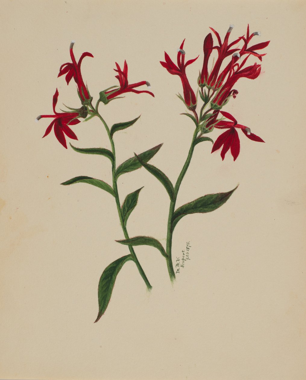 av Mary Vaux Walcott