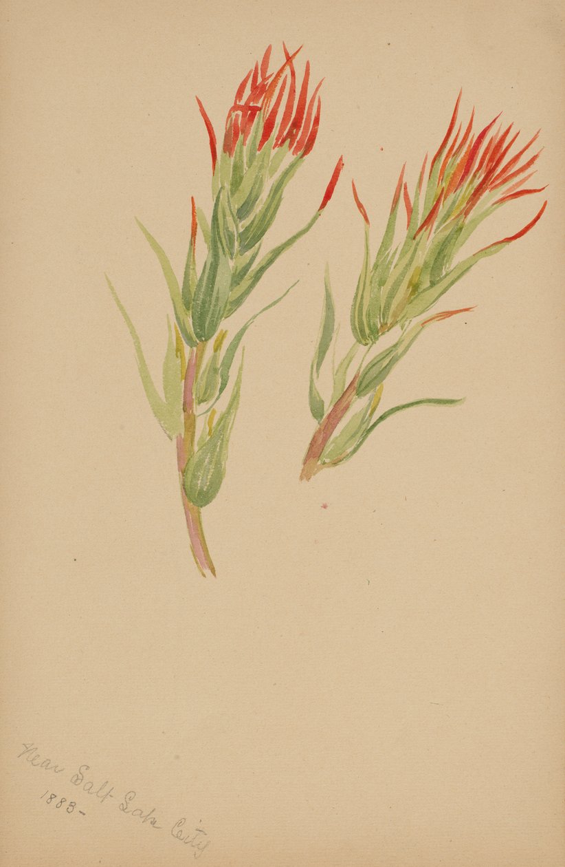  av Mary Vaux Walcott