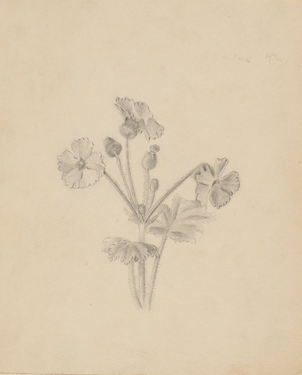  av Mary Vaux Walcott