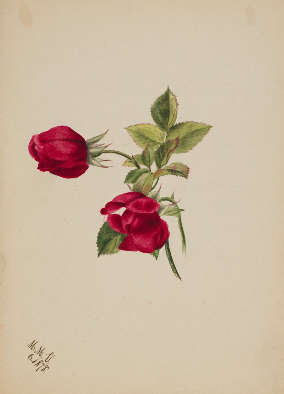  av Mary Vaux Walcott