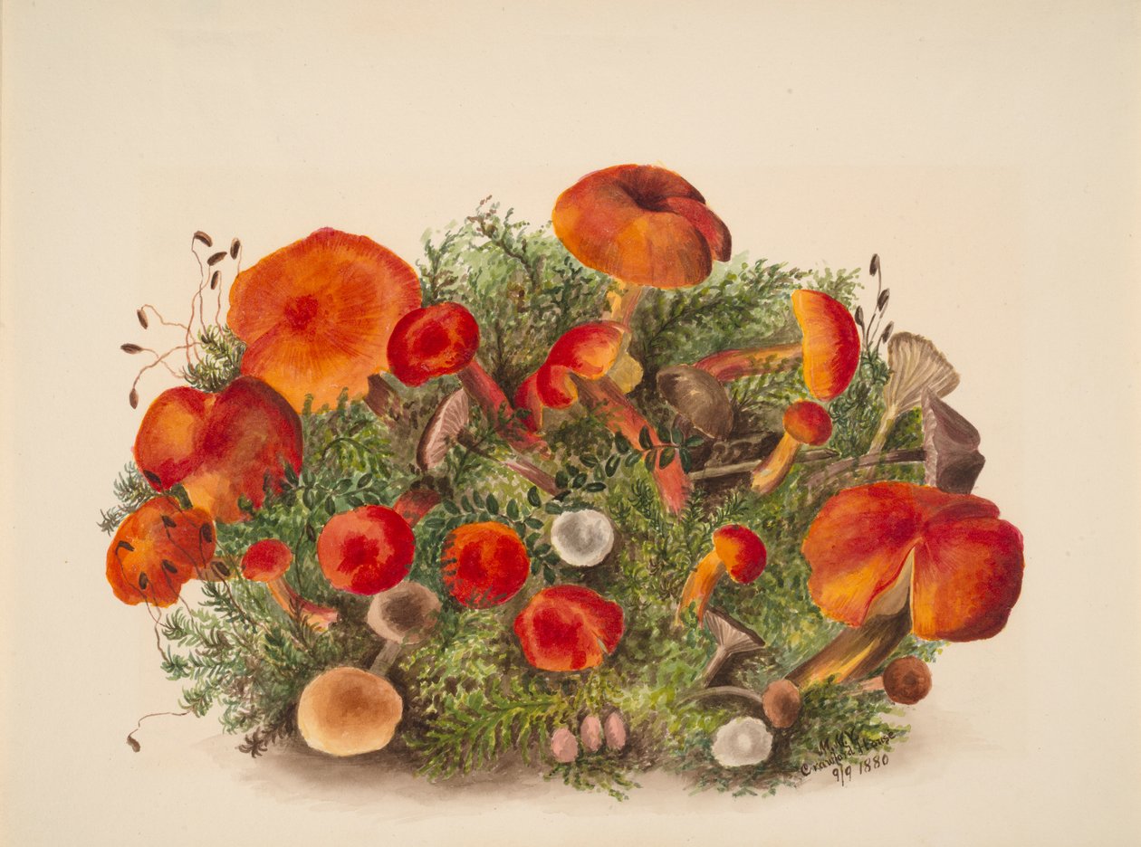  av Mary Vaux Walcott
