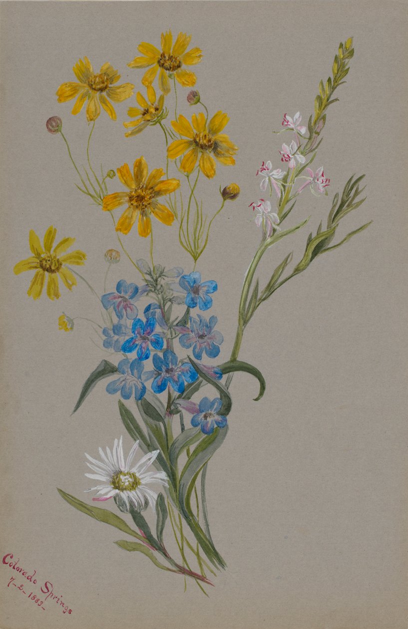  av Mary Vaux Walcott