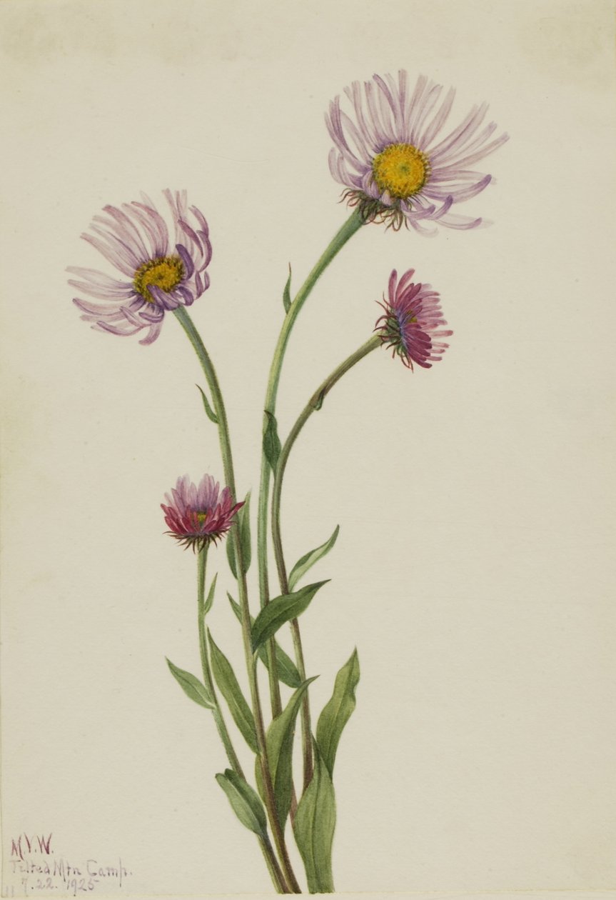  av Mary Vaux Walcott