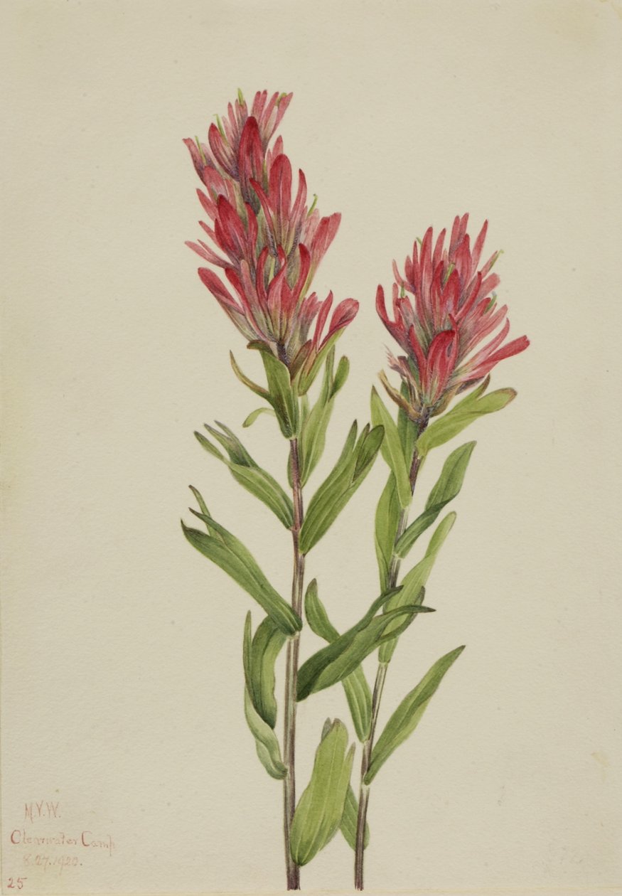  av Mary Vaux Walcott