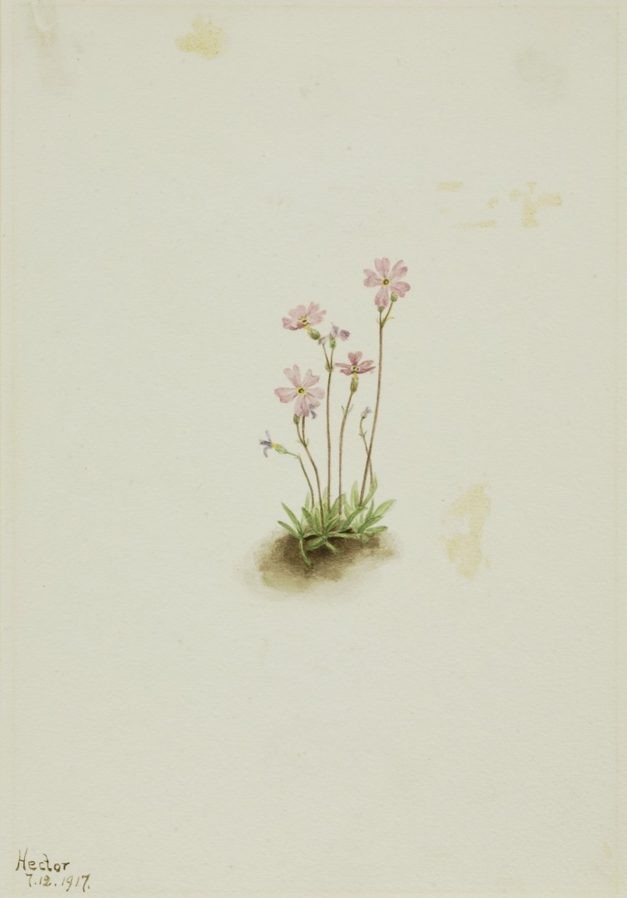  av Mary Vaux Walcott