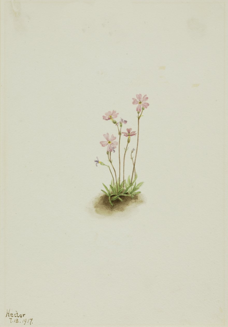 Alberta Primrose Primula maccalliana, 1917. av Mary Vaux Walcott
