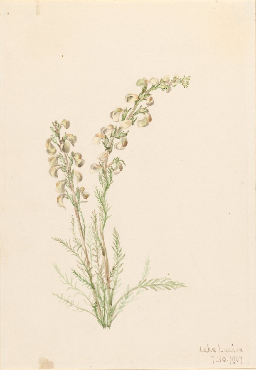  av Mary Vaux Walcott