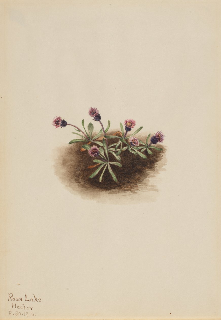 av Mary Vaux Walcott