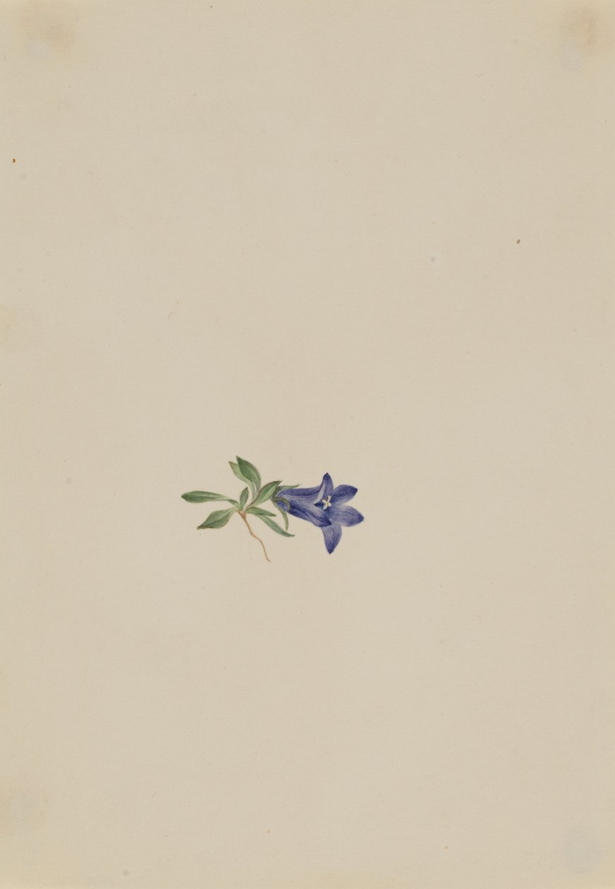  av Mary Vaux Walcott
