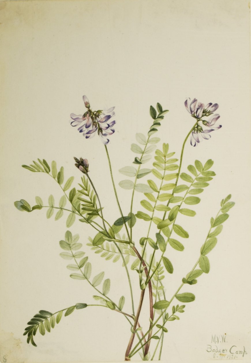  av Mary Vaux Walcott