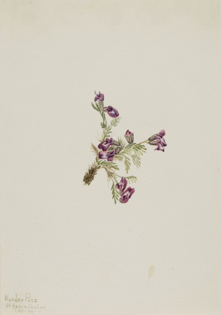  av Mary Vaux Walcott