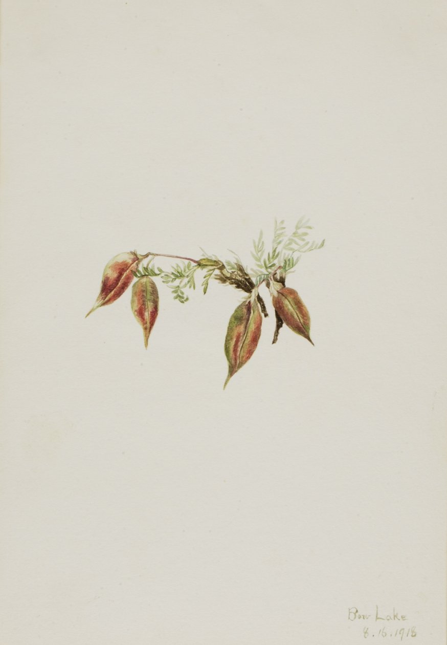  av Mary Vaux Walcott