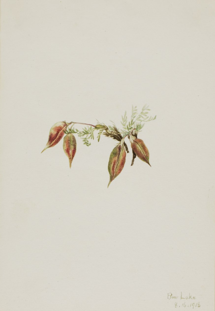 Alpine Pointvetch Oxytropis podocarpa, 1918. av Mary Vaux Walcott