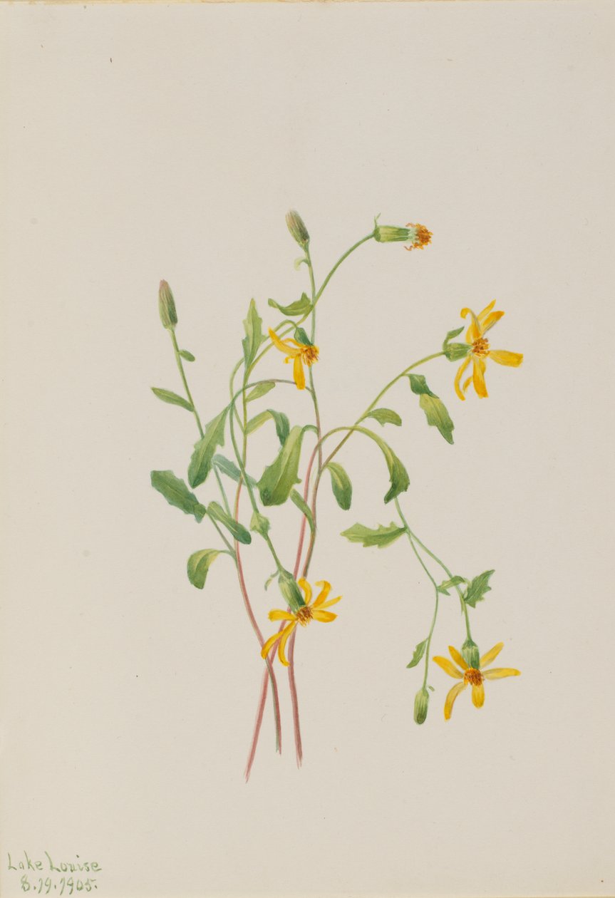 Senecio-arter av alpin ravinurt, 1905. av Mary Vaux Walcott