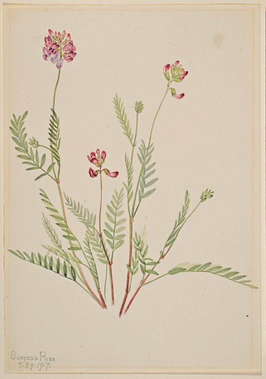  av Mary Vaux Walcott