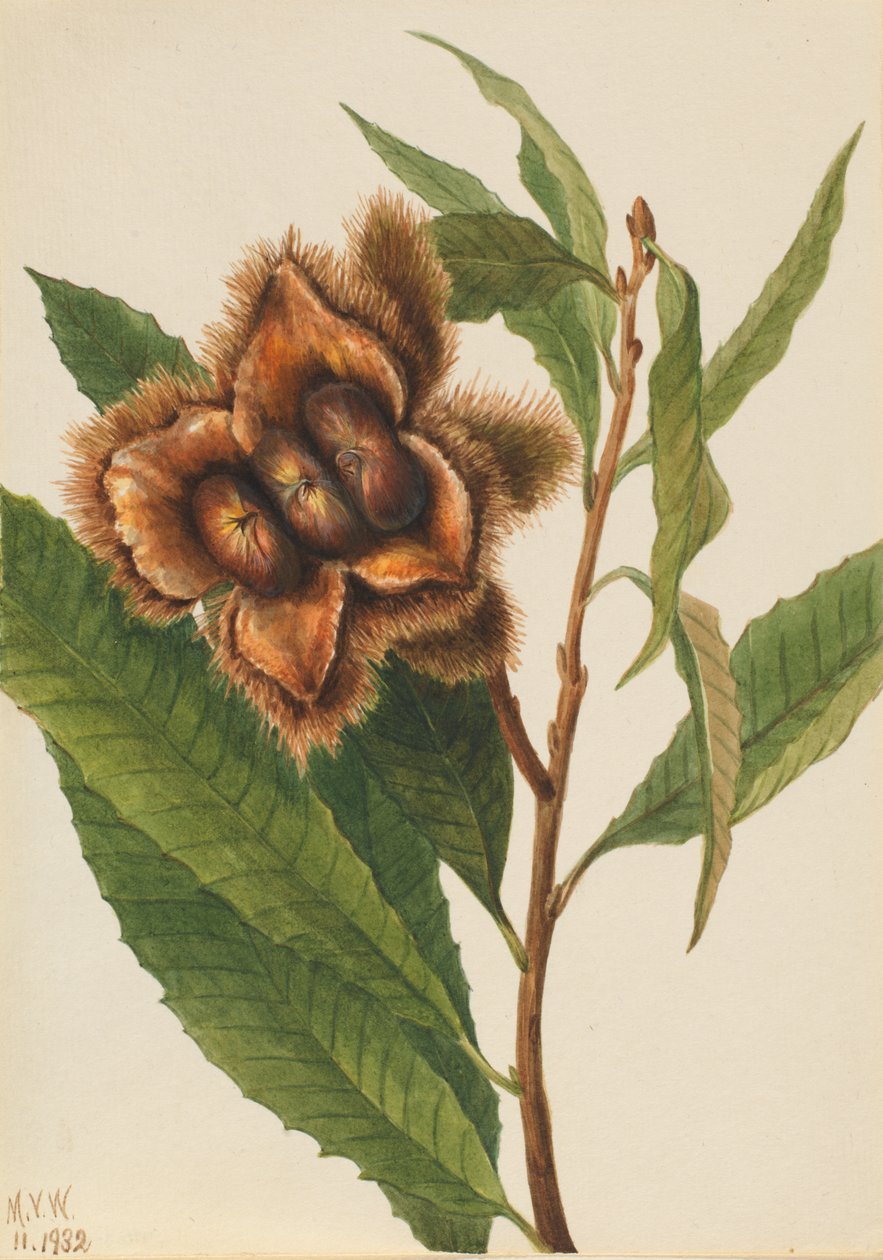  av Mary Vaux Walcott