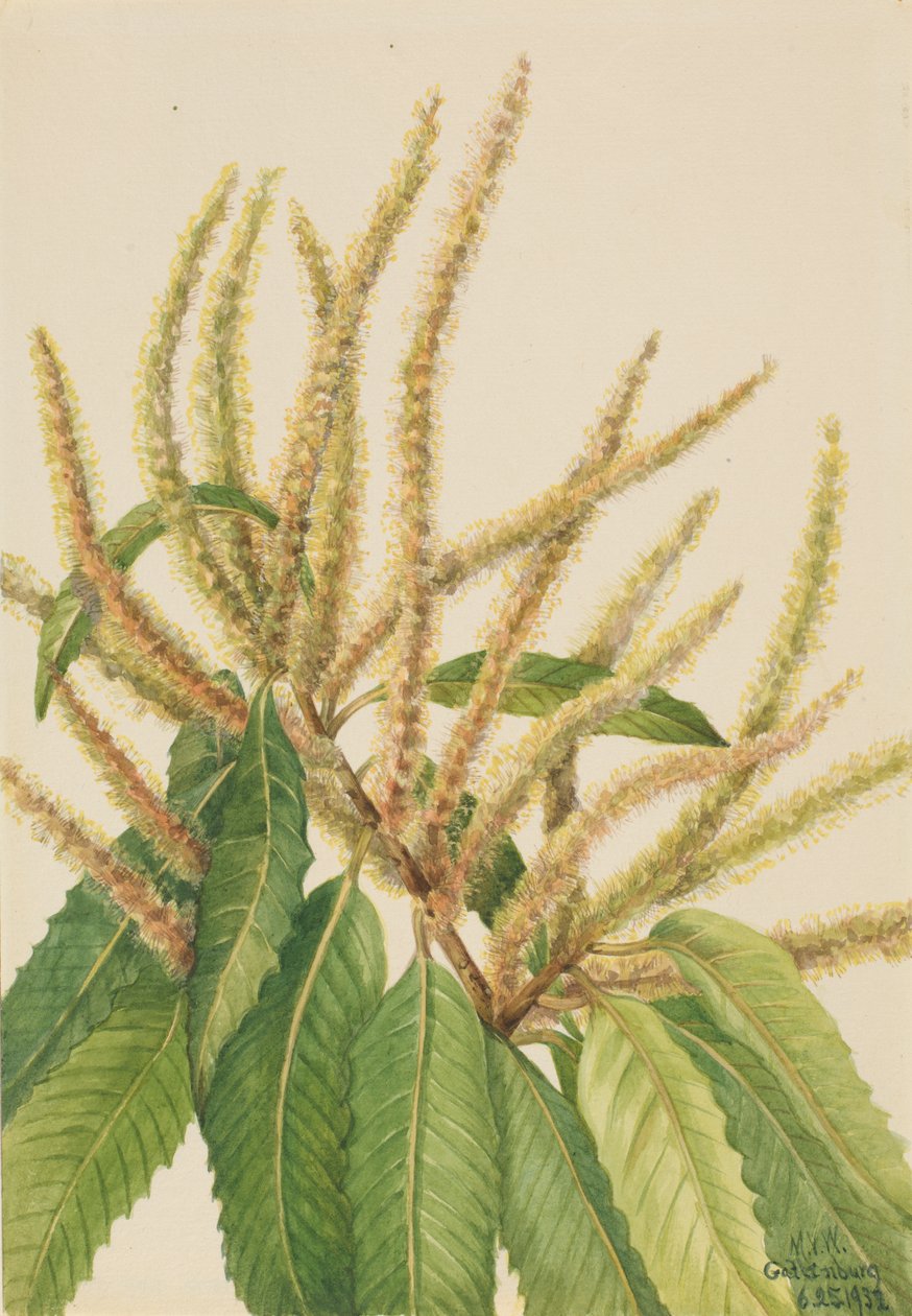 Amerikansk kastanje Castanea dentata, 1932. av Mary Vaux Walcott