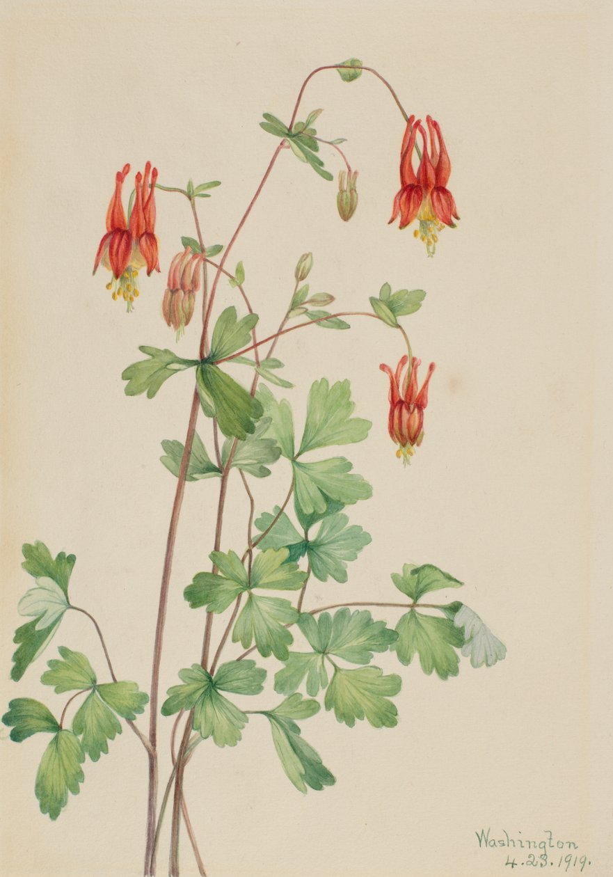  av Mary Vaux Walcott