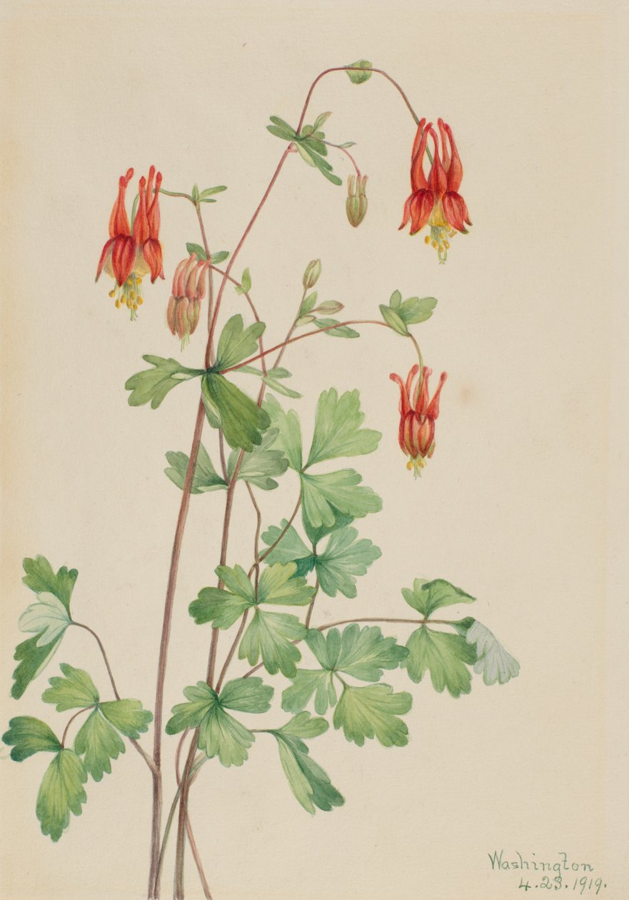 Amerikansk Columbine Aquilegia canadensis, 1919. av Mary Vaux Walcott