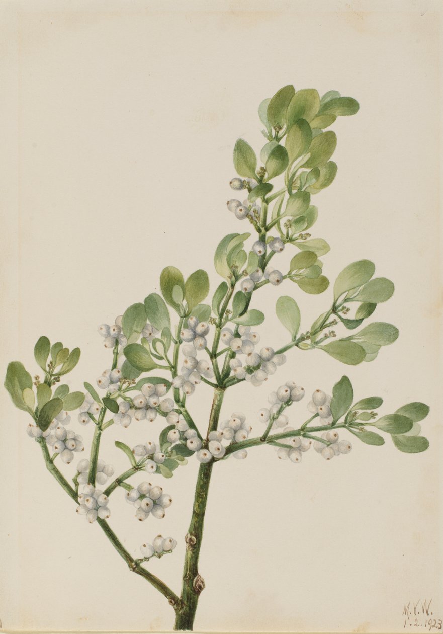 Amerikansk misteltein Phoradendron flavescens, 1923. av Mary Vaux Walcott