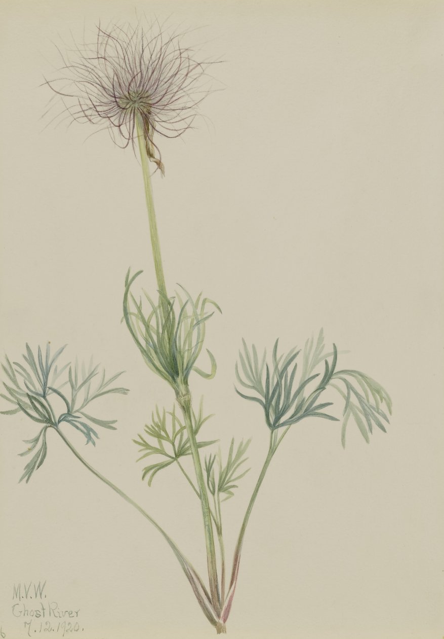  av Mary Vaux Walcott