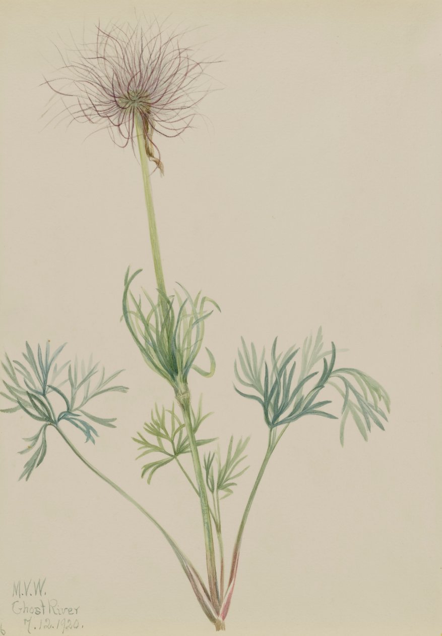 Amerikansk Pasqueflower Pulsatilla ludoviciana, 1920. av Mary Vaux Walcott