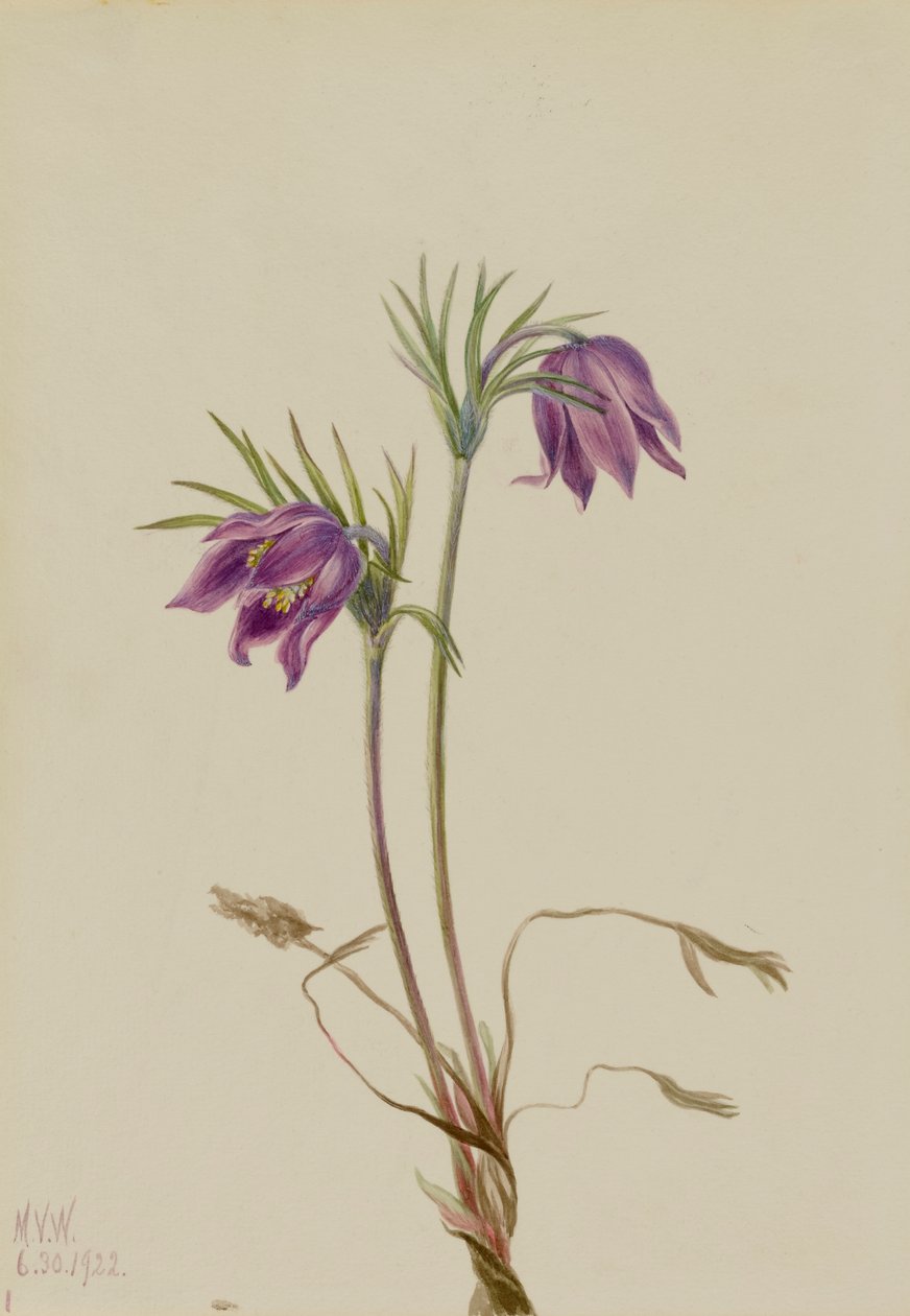 Amerikansk Pasqueflower Pulsatilla ludoviciana, 1922. av Mary Vaux Walcott