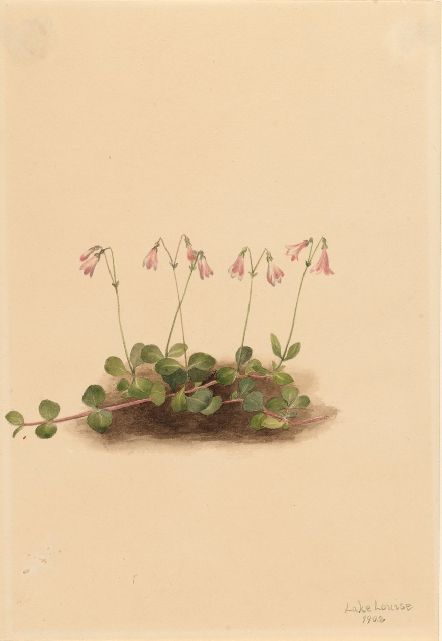  av Mary Vaux Walcott