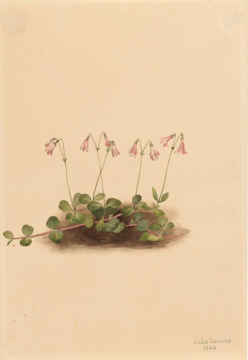 Amerikansk tvillingblomst Linnaea borealis americana, 1902. av Mary Vaux Walcott