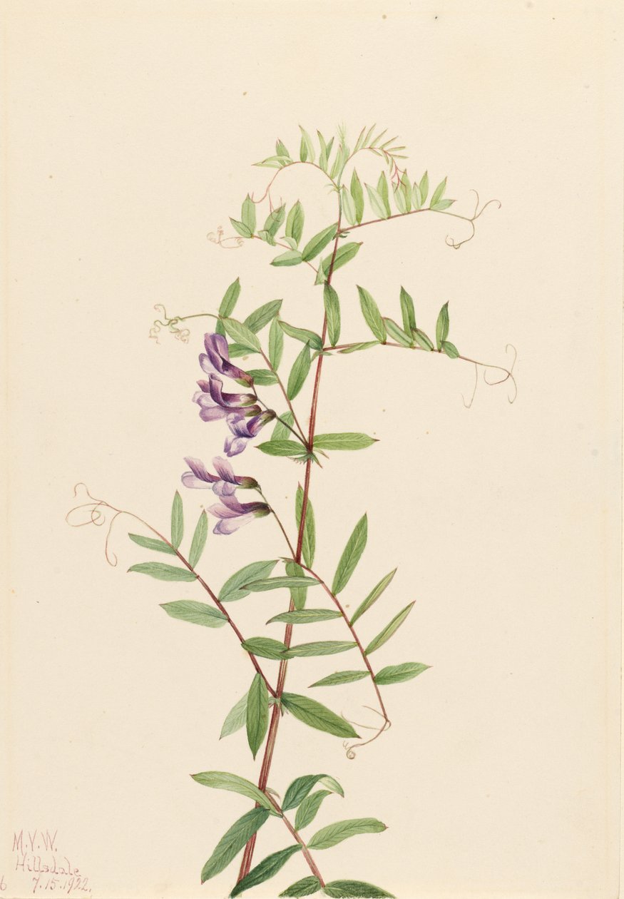 av Mary Vaux Walcott