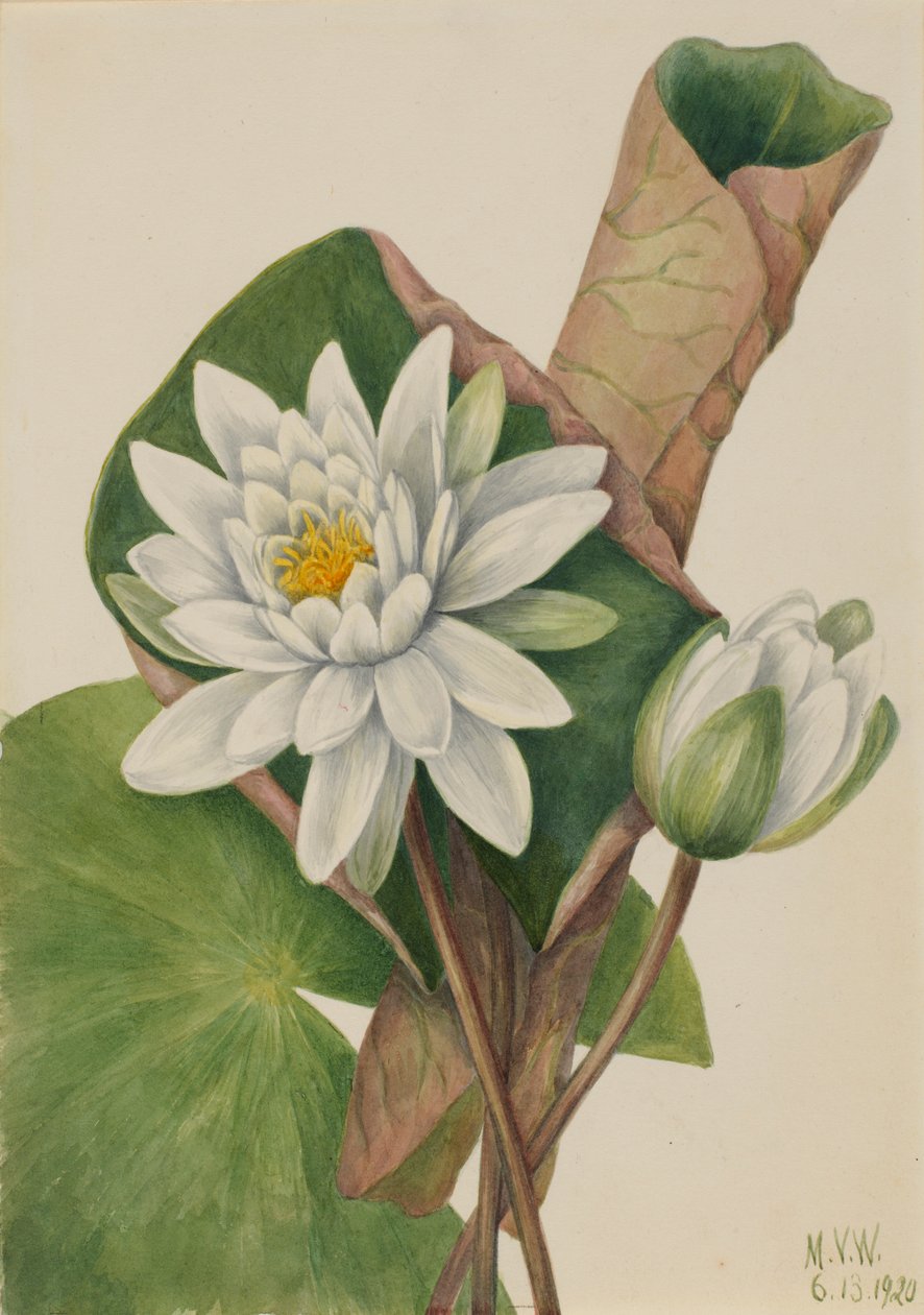  av Mary Vaux Walcott