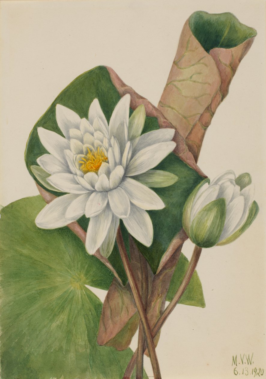 American Waterlily Castle Duft, av Mary Vaux Walcott