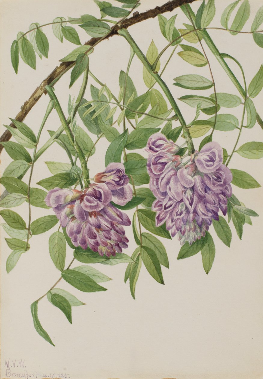 Amerikansk Wisteria Kraunhia frutescens, 1925. av Mary Vaux Walcott