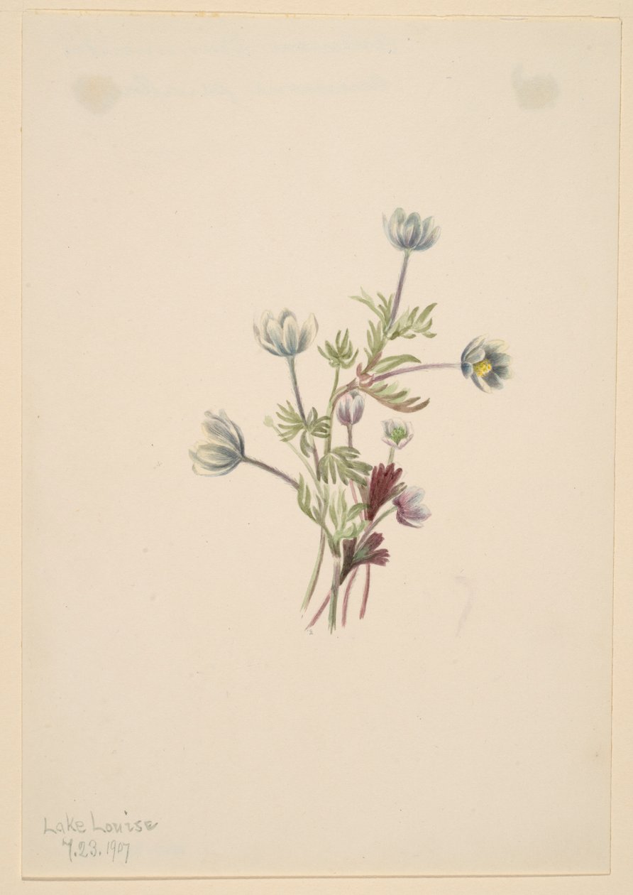  av Mary Vaux Walcott
