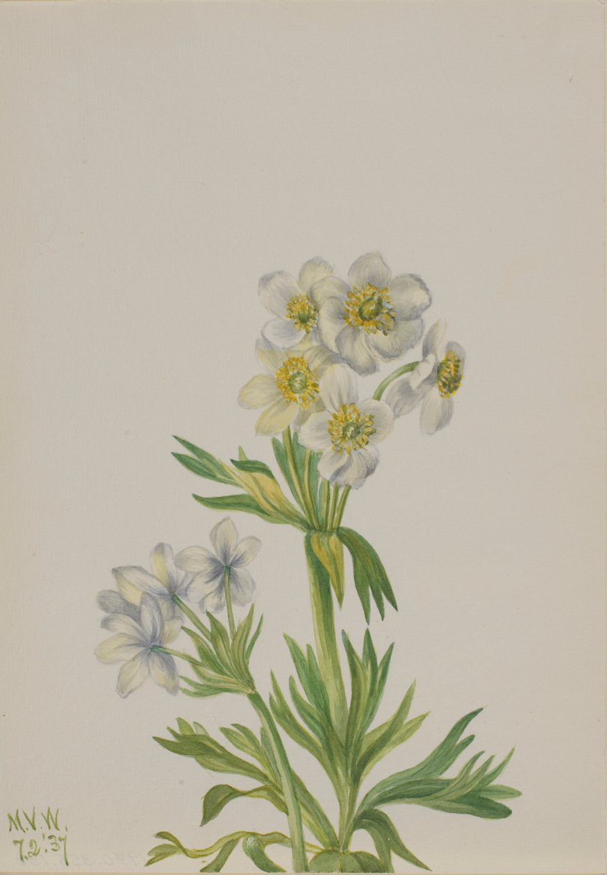  av Mary Vaux Walcott