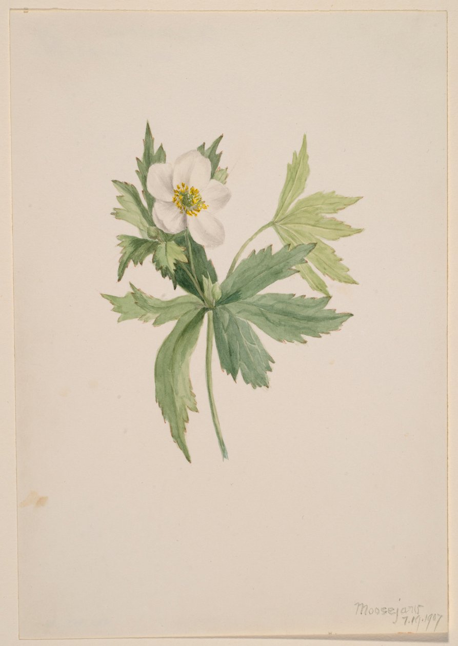  av Mary Vaux Walcott