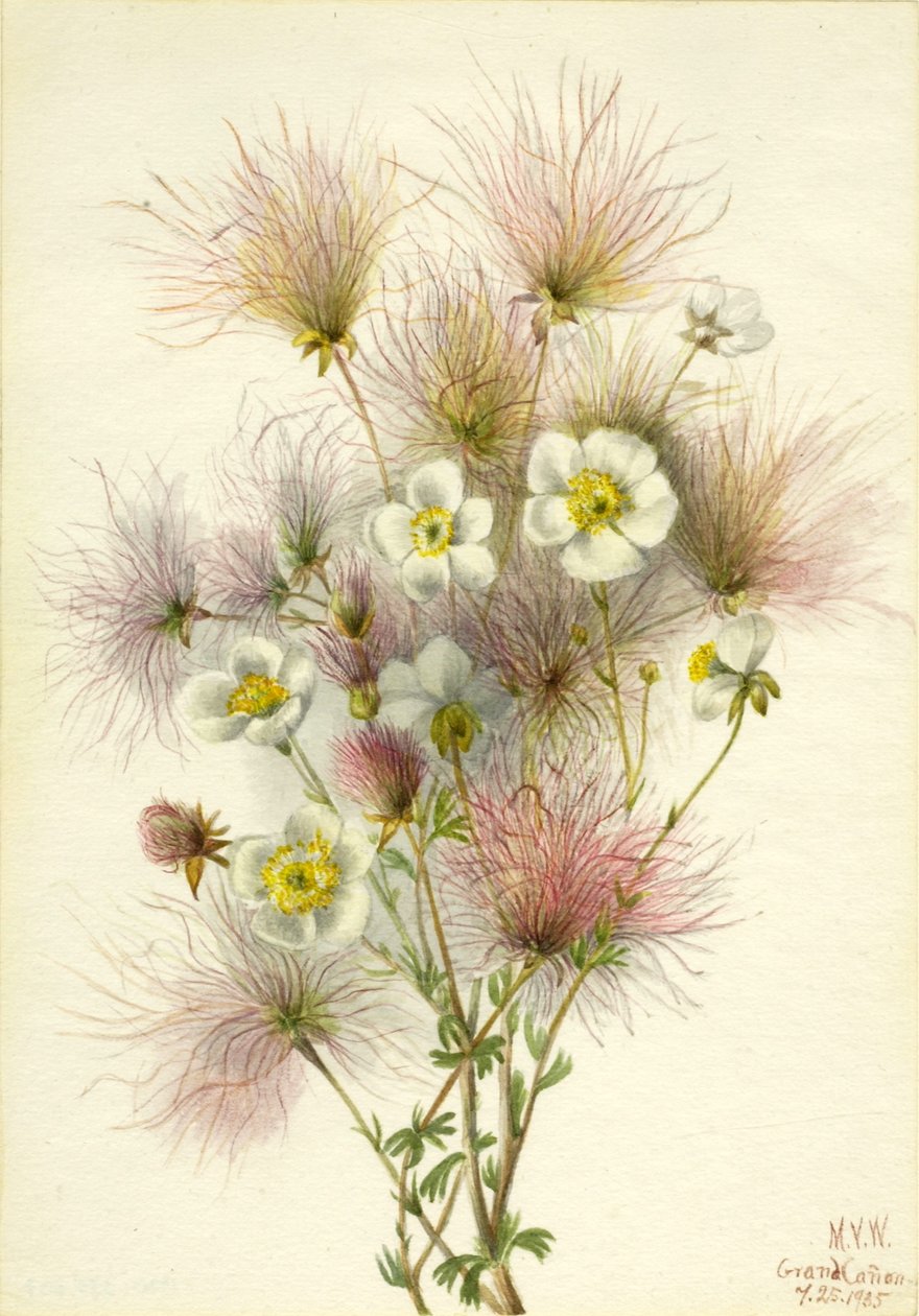  av Mary Vaux Walcott
