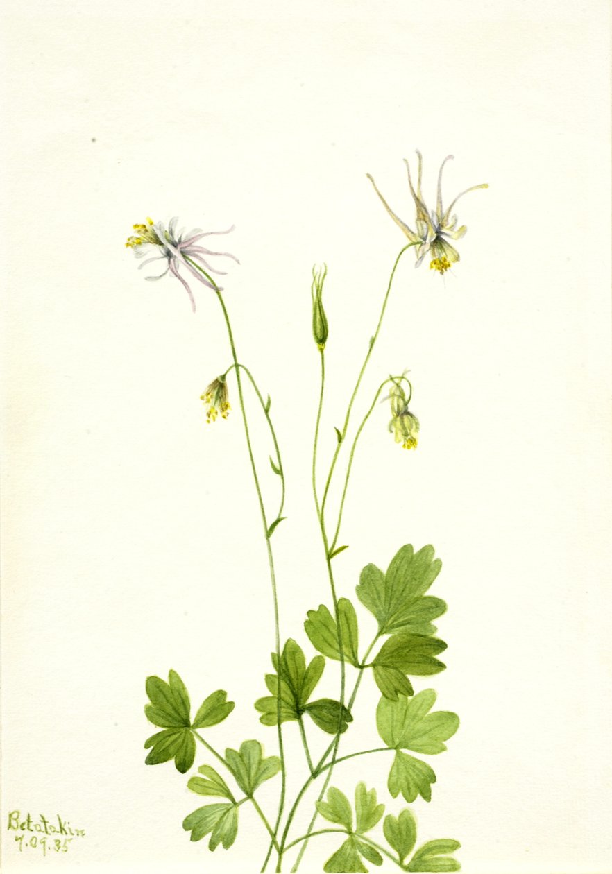Aquilegia ecalcarata, 1935. av Mary Vaux Walcott