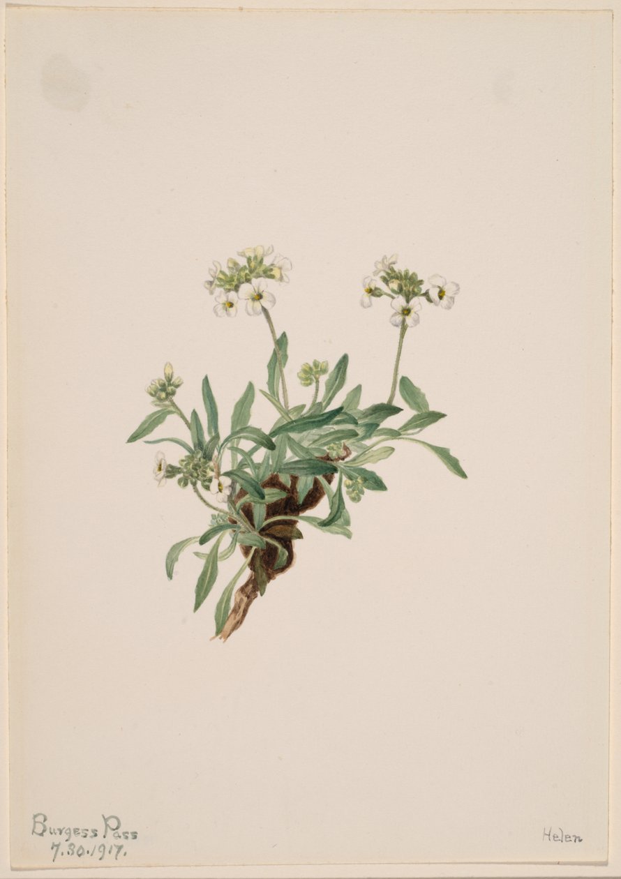  av Mary Vaux Walcott