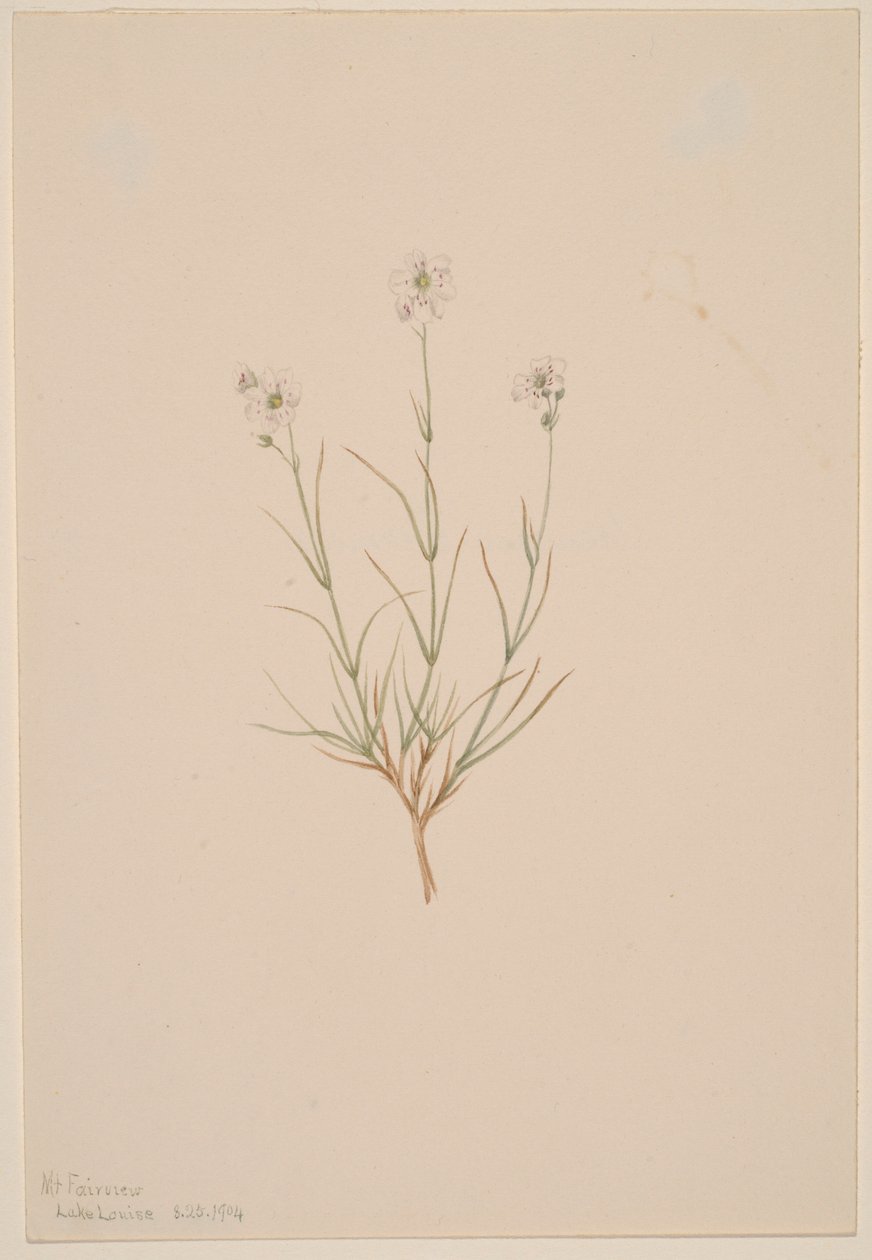  av Mary Vaux Walcott