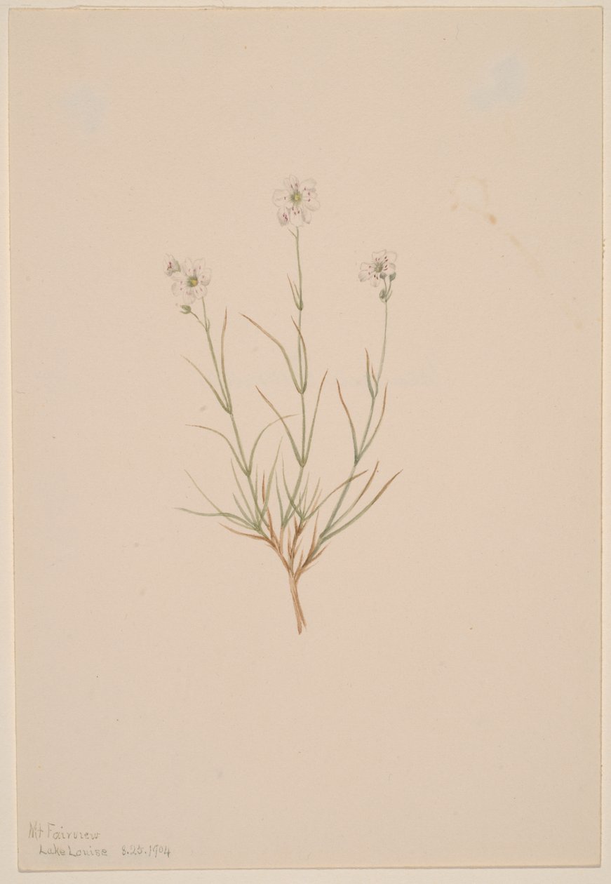 Formosa sandstein, 1904. av Mary Vaux Walcott