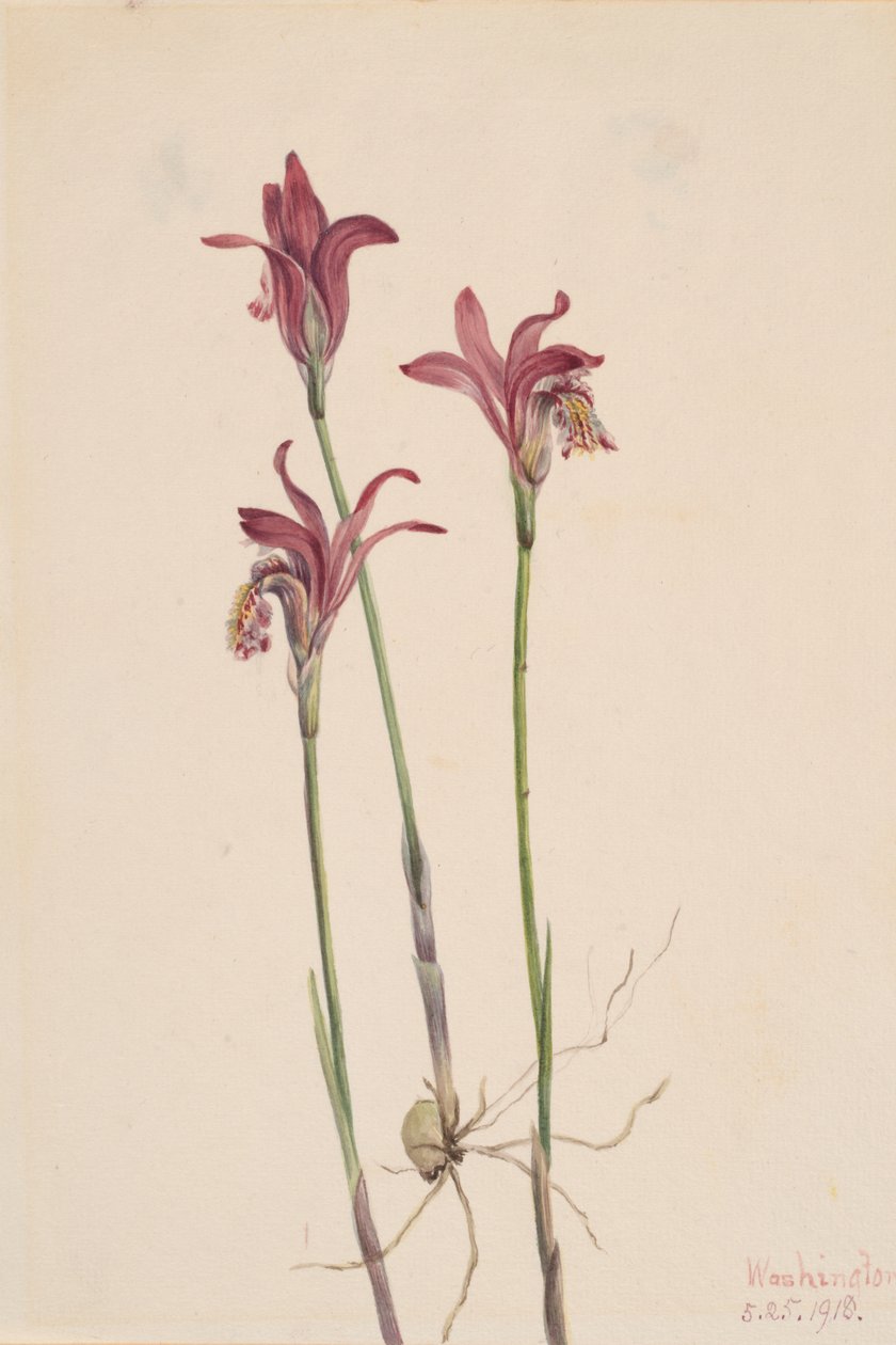 Arethusa Arethusa bulbosa, 1918. av Mary Vaux Walcott