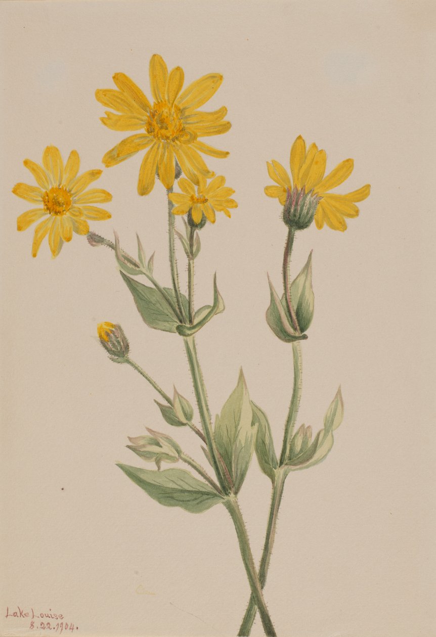 Arnica Arnica latifolia, 1904. av Mary Vaux Walcott