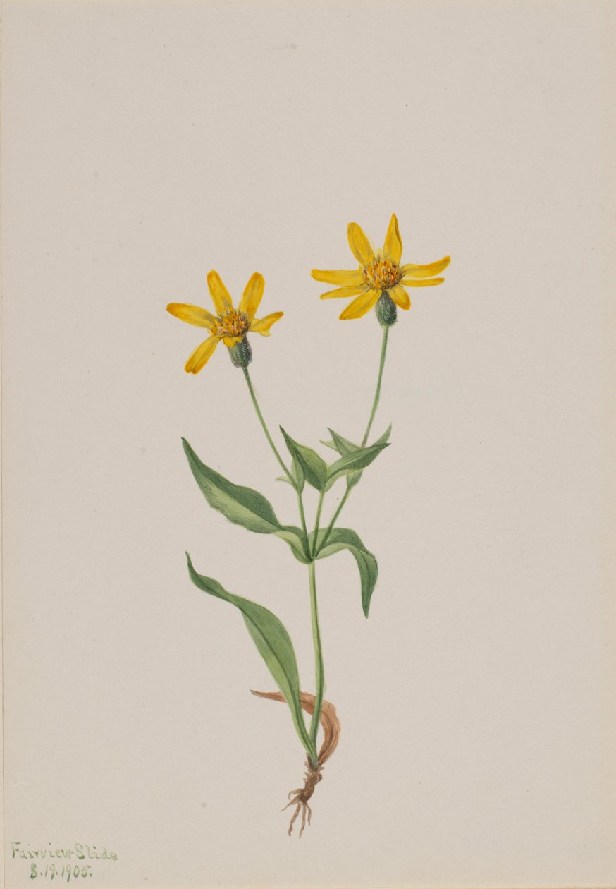  av Mary Vaux Walcott