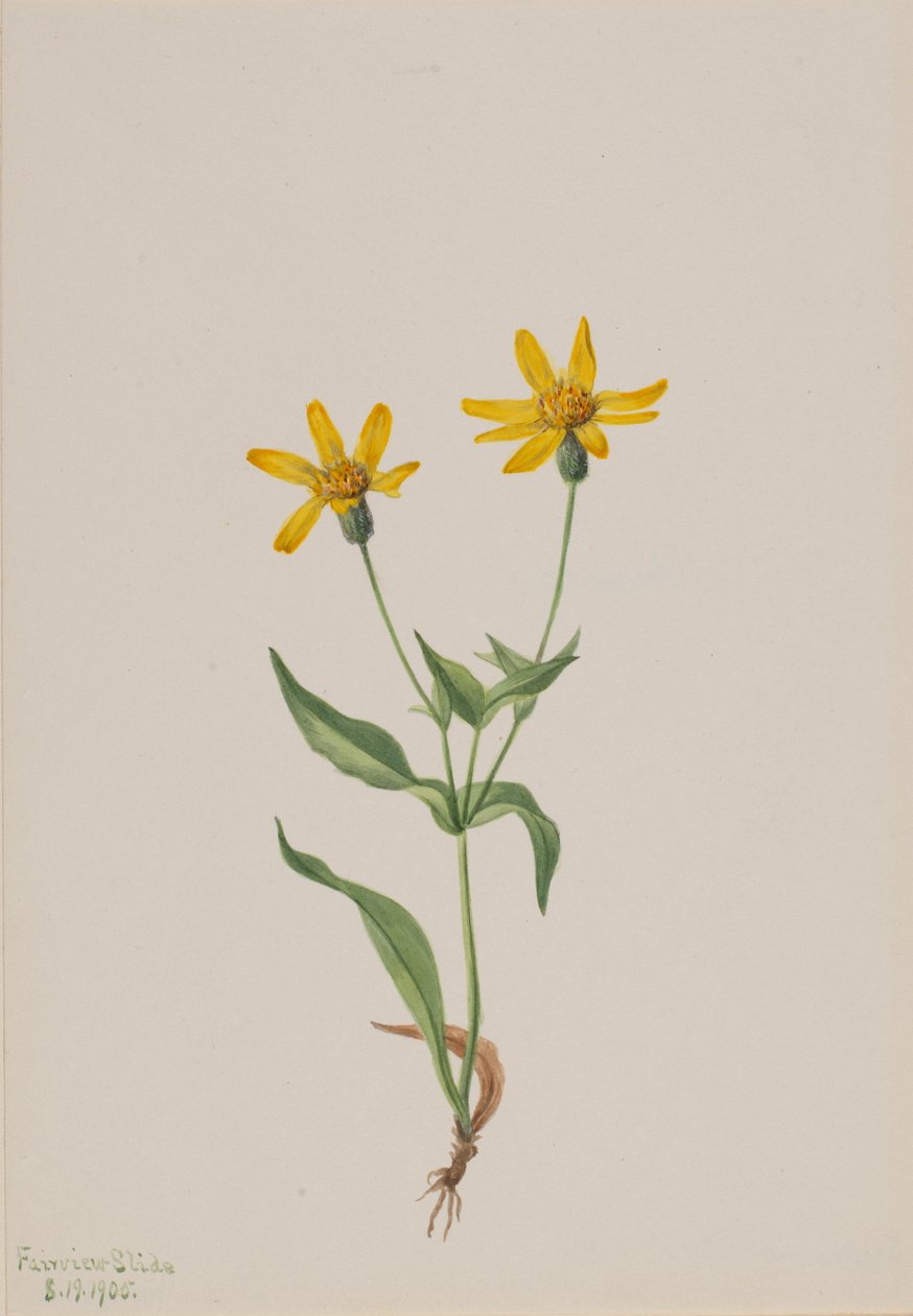 Arnica alpina, 1905. av Mary Vaux Walcott