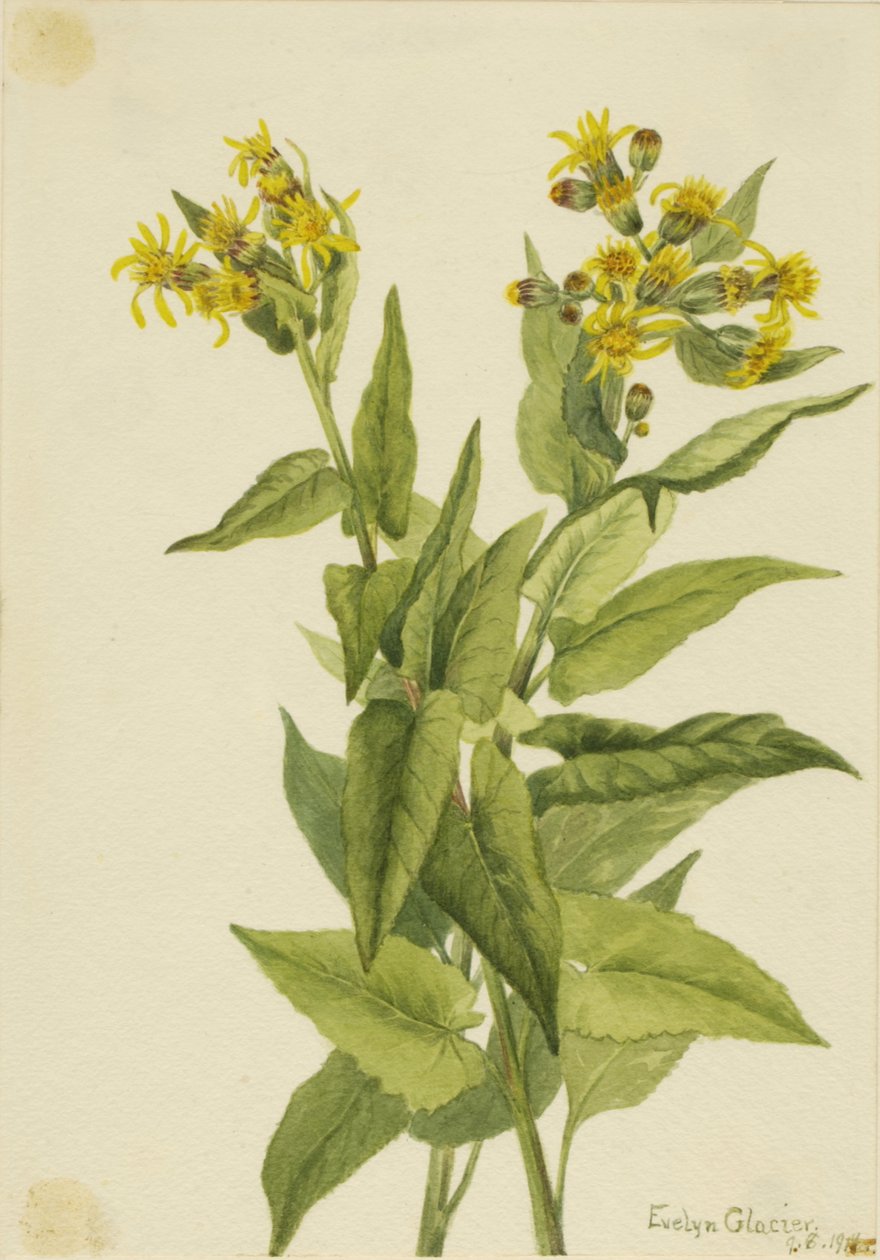 Arrowleaf Groundsel Senecia triangularis, 1916. av Mary Vaux Walcott
