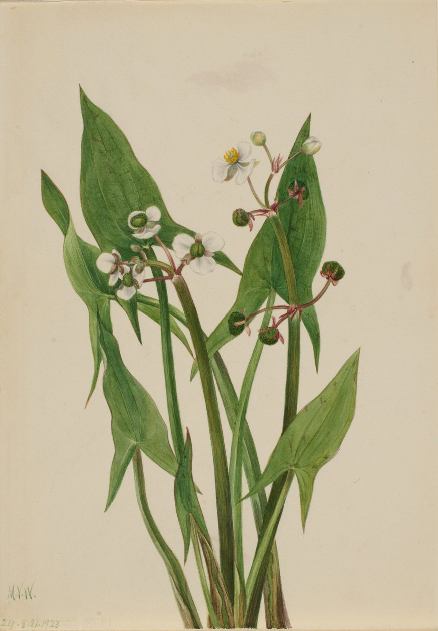  av Mary Vaux Walcott