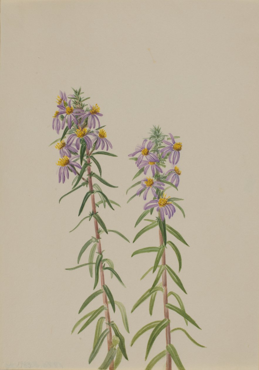 Aster Aster hirariifolius, 1923. av Mary Vaux Walcott