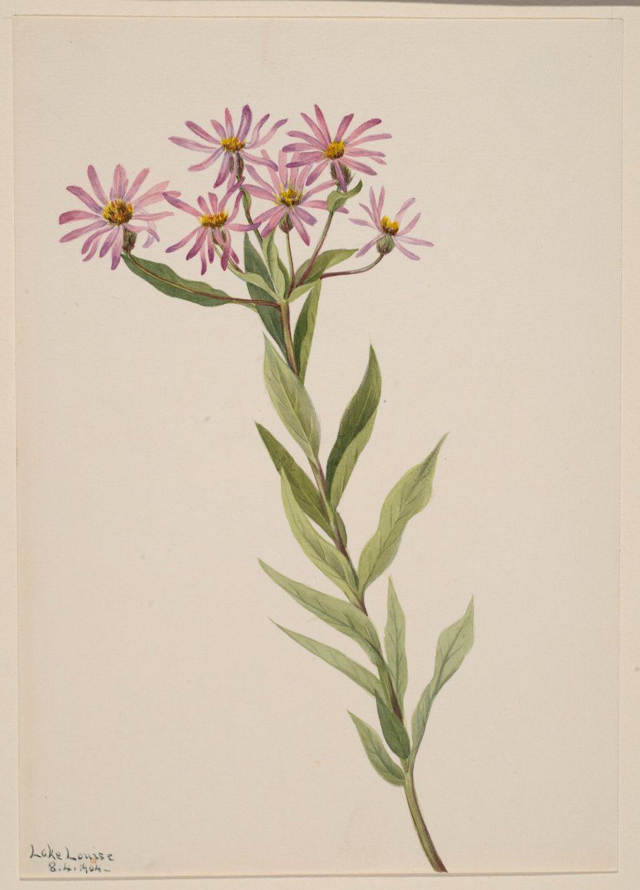  av Mary Vaux Walcott