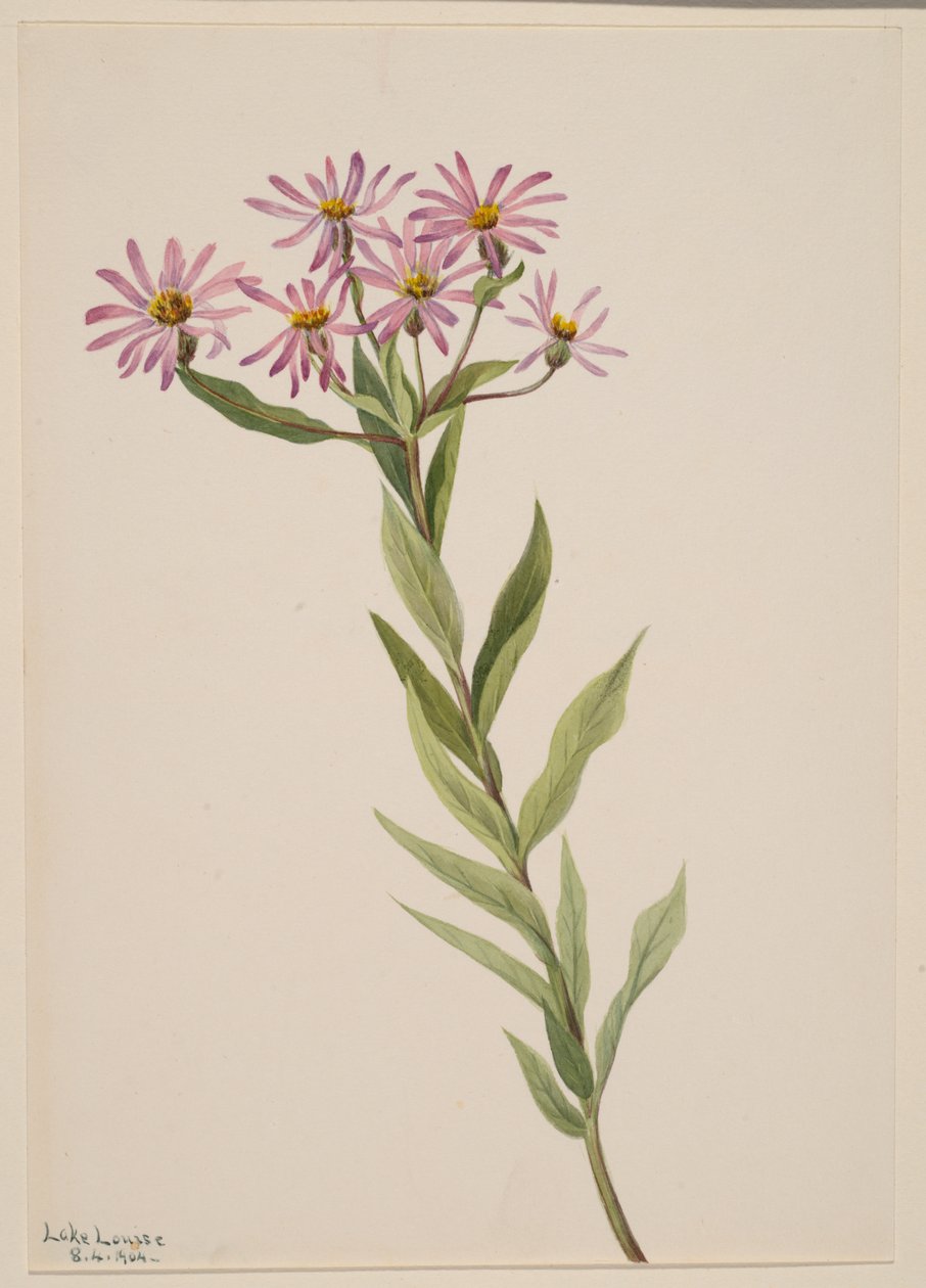 Aster Engelmann, 1904. av Mary Vaux Walcott